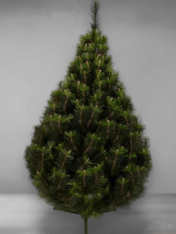 fotor-20251114104055-compressed Egestas Purus